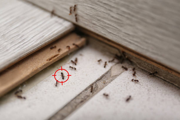 Best Pest Prevention Services  in Center Point, AL