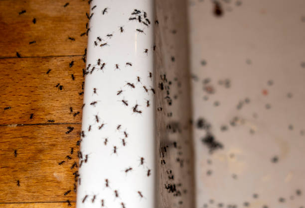 Best Pest Control for Homes  in Center Point, AL